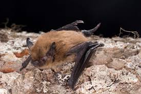 Bat image